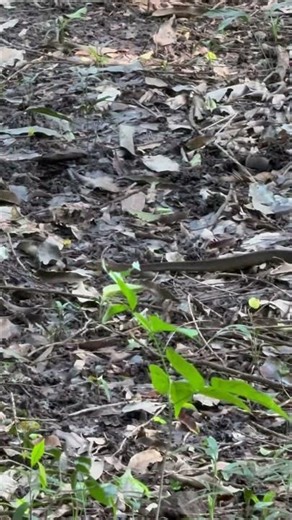 Rat Snake in a Jungle #shorts #wildlife