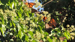 Fewer Monarchs Migrate Through Cape May Than Previous Falls | NJ Spotlight News