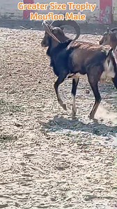 77K views · 1.7K reactions |  퐆퐫퐞퐚퐭퐞퐫 퐒퐢퐳퐞 퐓퐫퐨퐩퐡퐲 퐌퐨퐮퐟퐥퐨퐧 퐌퐚퐥퐞 ...