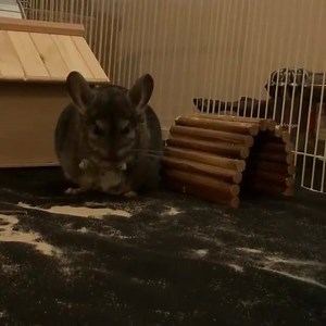 Chinchilly having a morning stick chew ❤️ #Chinchilla | Tina Guo