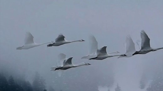 Poetic Tribute: “The Swan” By Mary Oliver (1935 -2019)