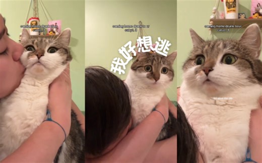 当我醉醺醺地回家找我的猫