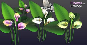 Flower Ethiopi | 3D Flowers | Unity Asset Store