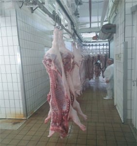 [Hot Item] Automatic Pork Pig Meat Slaughter Plant Slaughtering Machine/Equipment