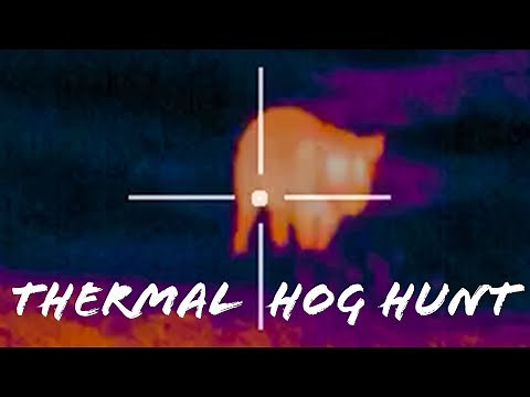 Suppressed AR-15 Hog Hunting - CRAZY! Night Vision in Texas