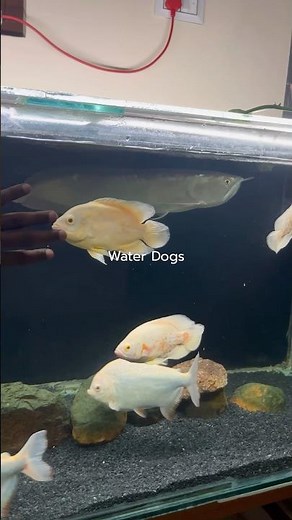 🤯 Oscar Fish Are Water Dogs 🐶🐟 | Most Interactive Aquarium Fish Ever!