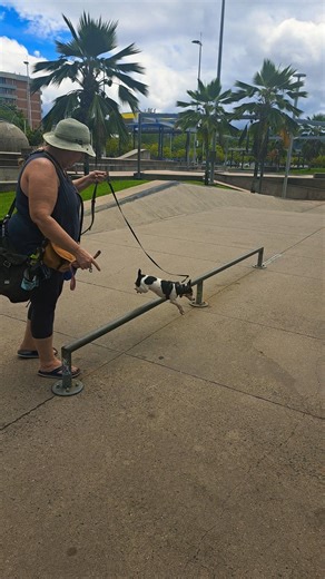 8733. On lead over & under re-cue untangle under skater rail skate park esplanade 2 March 2026 NY
