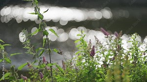 The Butterfly Bush (Buddleia Davidii) flower. Bokeh effect background