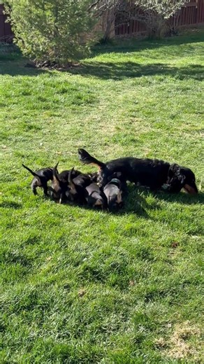 Bella's Mini Dachshund Puppies playing outside #doxiesquad #puppy #barkbox #dachshund #dogbreed