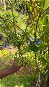 Rayan pets farm on Reels