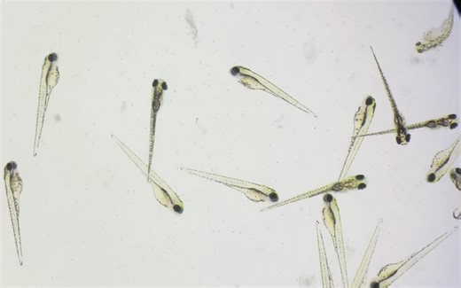 显微镜下的斑马鱼幼鱼