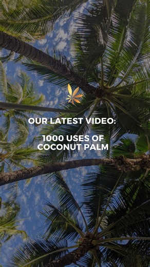 The Amazing Coconut Palm! Discover fascinating facts about the coconut palm (Cocos nucifera)! Learn its many uses, surprising secrets, dangers, and how to grow your own. Help reforest Bali: https://gardenof.life/project/bali In this video, you’ll learn: * Coconuts aren’t nuts. * How palms protect coastlines. * Coconut water saved lives in WWII. * The truth about falling coconuts. * Its role in sustainable farming. Click the link in bio to watch more! #CoconutPalm #CocosNucifera #TropicalPlants #