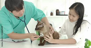 Young beautiful girl owner of pet bringing siamese cat to veterinary clinic. Asian male veterinarian with stethoscope examining cat in vet office.