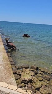 250K views · 770 reactions | so the google map that saw giant crab is true  | Dalvis Madagascar Page | Facebook