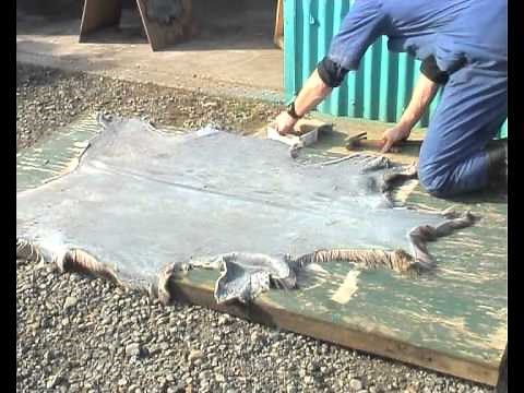Animal Skin Curing