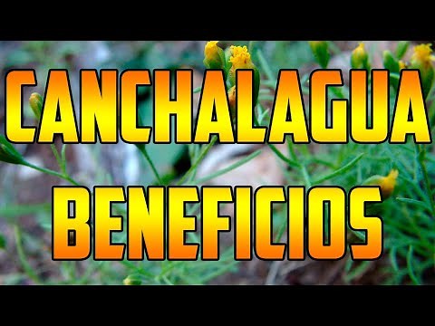 FIELD #benefits White pinnata 🌿 WHAT IS IT FOR ? 🌿Uses🌿 #plants 🌿 #nature CLEANING