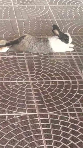 Feliz Viernes! 🐰✨️