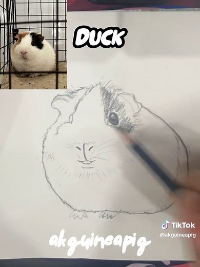aKGuineapig trên TikTok