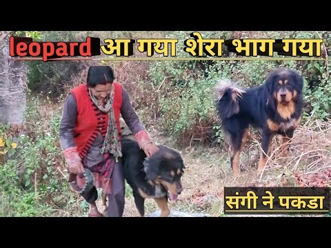 Bhotia dogs ll leopard aaya ll @bharatkdogs