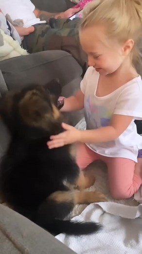 340K views · 4.3K reactions | Both are special #germanshepherd...