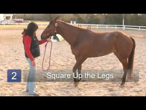 How to Train a Halter Horse