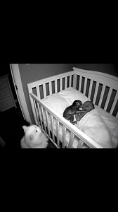 10M views · 13K reactions | My cat does this every night with my new born baby | Chris And Jasmin | Facebook
