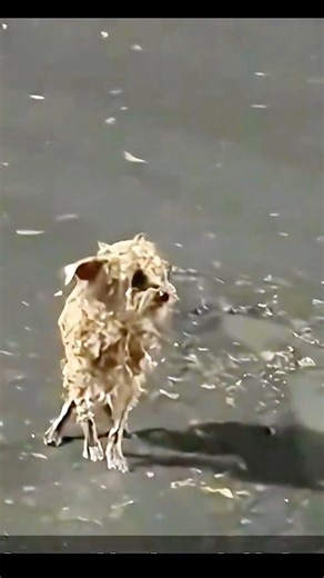 30K views · 1.8K reactions | Fulll viideo here  https://videohot.thocahouse.vn/10064/11/ M1110023 rescuing a wandering puppy shivering in the rain#animalsoftiktok #rescueanimals #dogsoftiktok #rescuedog #funnydog #dog part1 See part 2 in the comments below. | Live Love Animals | Facebook