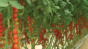 The Negev, a desert frontier | The Jerusalem Post