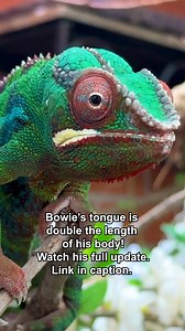 14K views · 336 reactions | Bowie, one-year-old panther chameleon,...