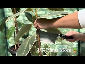 PRUNING MY RUBBER TREE