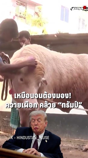 เหมือนจนต้องมอง! ควายเผือก "คล้ายทรัมป์" | PPTV News | 19 พ.ค.69