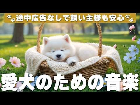 犬が落ち着く音楽 (12時間広告なし) 🐶 愛犬がリラックスする音楽 | ヒーリングピアノ / 愛犬のストレス解消 / vol.1229