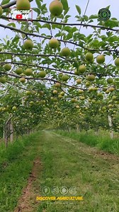 13K views · 71 reactions | Discover the charm of a green apple farm...