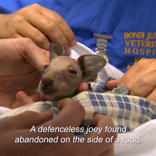 Vet fights to keep orphan baby Kangaroo alive 🥺 | Untamed