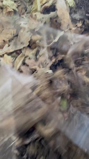 181 reactions · 30 shares | #Blacktruffle #truffle | Yang Yang | Facebook