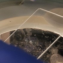 Video: Use of Immunolabeling to Analyze Stable, Dynamic, and Nascent Microtubules in the Zebrafish Embryo