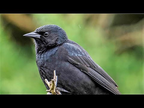 Aves de Chile | Tordo canto #6