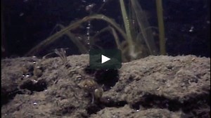 Mayfly Lifecycle Video