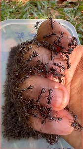 955K views · 7.2K reactions | Clever wild man using fire ants to catch crickets insect for food | NaturalLife IQ | Facebook