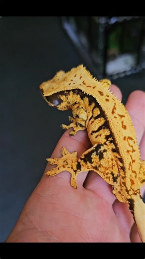 🇬🇧 Elite Cresties™🇬🇧 on Instagram: "Kingpin gene geckos are just so wild looking.. the pattern and scale enhancing characteristics makes them look prehistoric.."