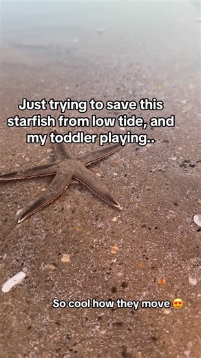 Understanding Starfish: Fascinating Invertebrates Explained