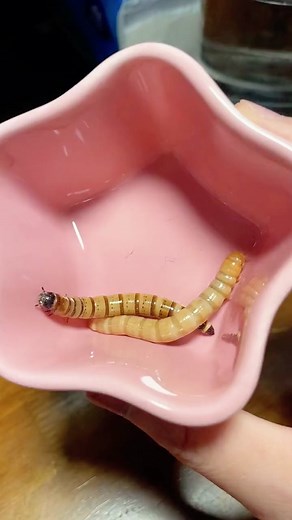 Adorable Sugar Glider Videos that Will Melt Your Heart