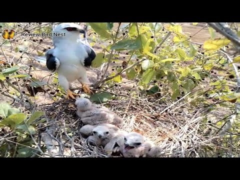 Winged Watcher: A Mother's Vigil Over Her Nest