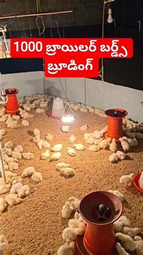 1000 Broiler birds brooding #broiler_poultry_farm #broilerbrooding #broilerfarming