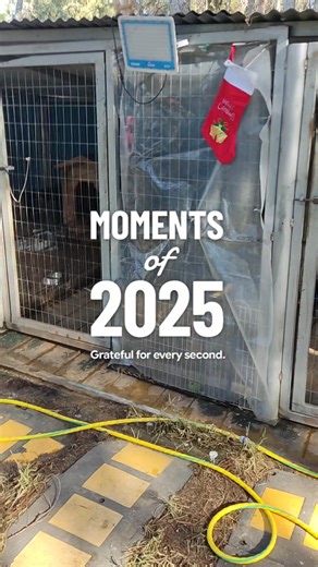 #Αναδρομή2025 Οι ευχές μας για μια χρονιά χωρίς εγκαταλείψεις και πόνο για όλα τα πλάσματα γύρω μας. Καλή χρονιά!