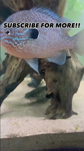 Native fish tank setup #fishtank