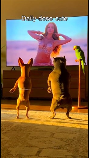 Dogs Have Better Dance Moves Than Me 😤💃 #AmazingAnimals #DailyDoseCute