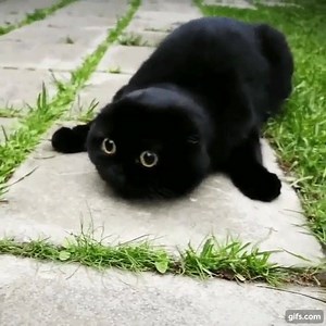 *Cutest murder gaze ever* [imgur.com/gallery/HXf6R] | Skeptical Kitten