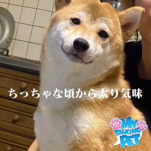 ギザギザハートの子守唄 替え歌 歌詞とカラオケ動画紹介