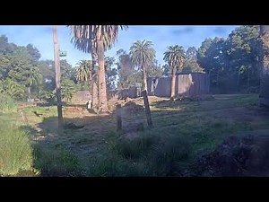 Watch Giraffes LIVE | Oakland Zoo Live Camera | Oakland Zoo Wildlife Webcam